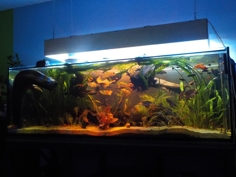 oświetlenie pośrednie ok 14-15h dziennie