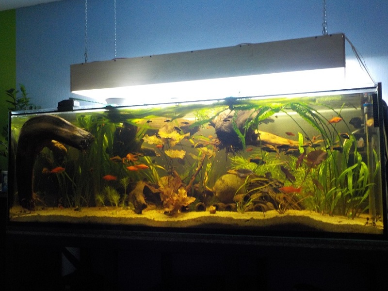 oświetlenie pełne ok 9 h na dzień