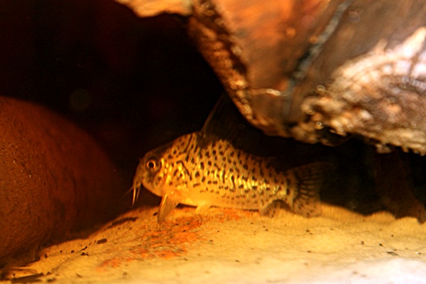 Corydoras leucomelas.1.JPG