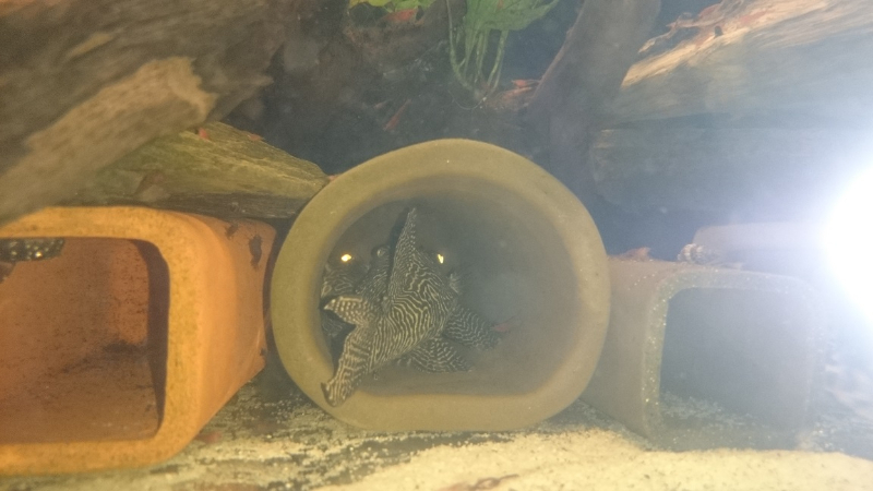 A tu niespodzianka po 3-4 tg od pierwszego tarła z nocy 18-19 sierpnia 2017 mam kolejne ! Zobaczymy co z tego wyjdzie.