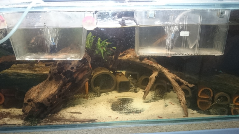 Tu ostatnie poglądowe zdjęcie robione 18 sierpnia z groty wystający samiec l 66 który kryje samicę.<br />a w kotnikach z lewej strony młode l 201 a po prawej właśnie te młode l 66