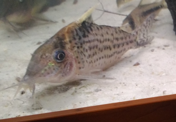 Corydoras_robustus_3.png